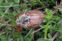 Melolontha pectoralis