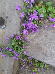Campanula poscharskyana