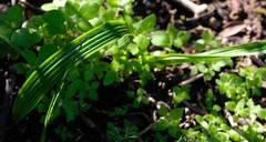 Empodium veratrifolium