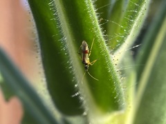 Tupiocoris californicus