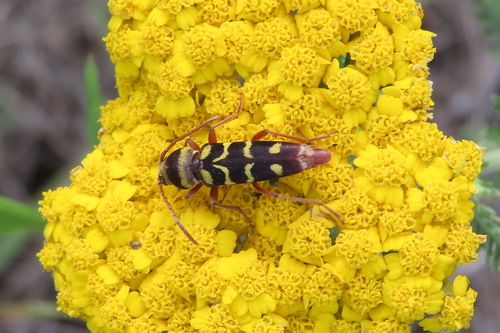 Echinocerus floralis armeniacus