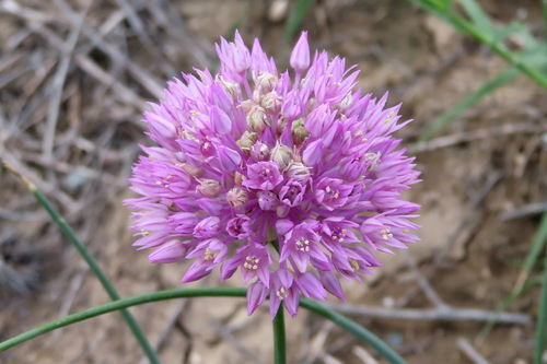 Allium rubellum