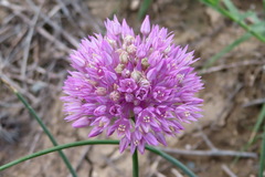 Allium rubellum