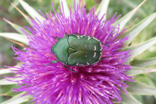 Protaetia ungarica