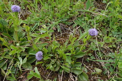 Globularia trichosantha