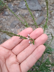 Verbena carolina