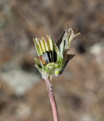 Image of Balsamorhiza lanata by (c) Dominic Gentilcore, some rights reserved (CC BY)