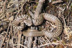 Zamenis hohenackeri