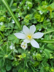 Ornithogalum sigmoideum