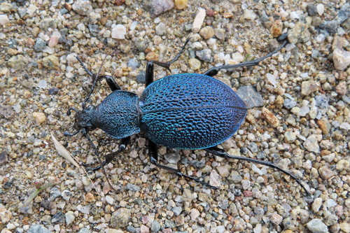 Carabus scabrosus caucasicus