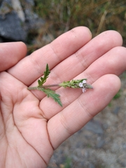 Verbena carolina
