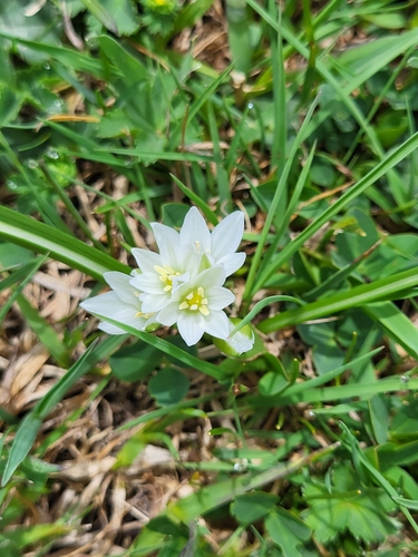 Ornithogalum sigmoideum, photograph 2