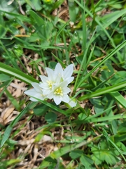 (c) Jacek Pietruszewski, some rights reserved (CC BY) Ornithogalum sigmoideum, photograph (c) Jacek Pietruszewski, some rights reserved (CC BY)