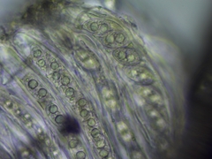 Pertusaria subambigens