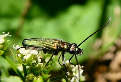 Anogcodes seladonius