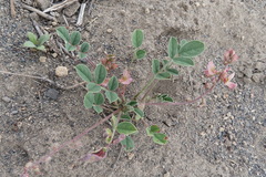 Onobrychis subacaulis