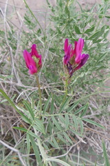 Astragalus stevenianus
