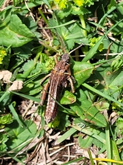 Nocarodes serricollis