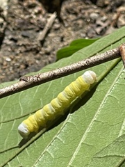 Pyreferra hesperidago