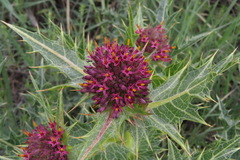 Gundelia rosea