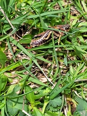 Nocarodes serricollis