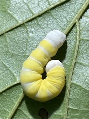 Pyreferra hesperidago