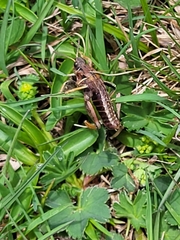 Nocarodes serricollis