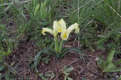 Iris caucasica