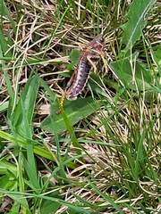 Nocarodes serricollis