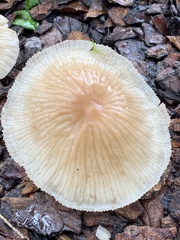 Agaricales