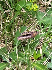 Nocarodes serricollis