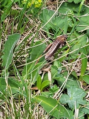 Nocarodes serricollis