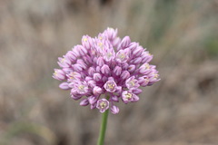 Allium rubellum