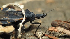 Triatoma gerstaeckeri