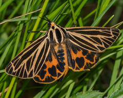 Apantesis virguncula