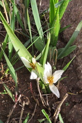 Colchicum szovitsii