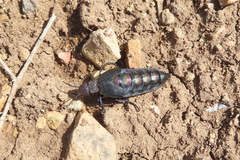 Meloe variegatus
