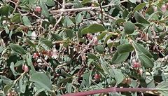 Symphoricarpos rotundifolius parishii