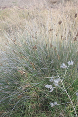 Juncus acutus image