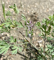 Fumaria vaillantii