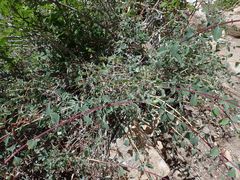 Symphoricarpos rotundifolius parishii