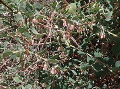 Symphoricarpos rotundifolius parishii