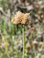 Calliscirpus criniger