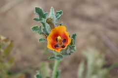 Glaucium corniculatum