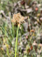 Calliscirpus criniger