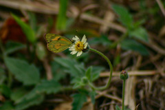 Colotis amata