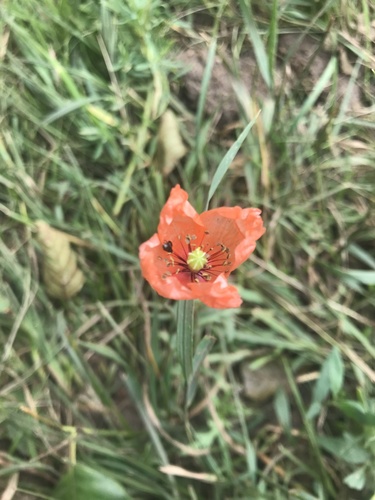 mak pochybný (Papaver dubium)