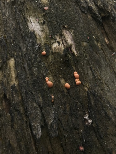 Vlčinka červená (Lycogala epidendrum)