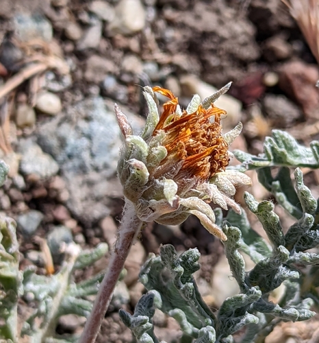 Image of Balsamorhiza lanata by (c) Dominic Gentilcore, some rights reserved (CC BY)