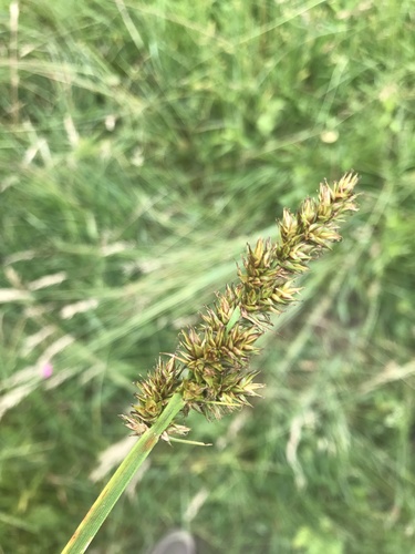 ostrica líščia (Carex vulpina)